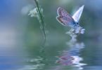 Blue Magic butterfly over water and wildflowers...