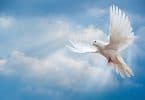 image of a dove flying